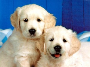 Cute-Dog-Wallpapers