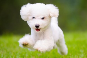 White-Dog-Running-Wallpaper-HD